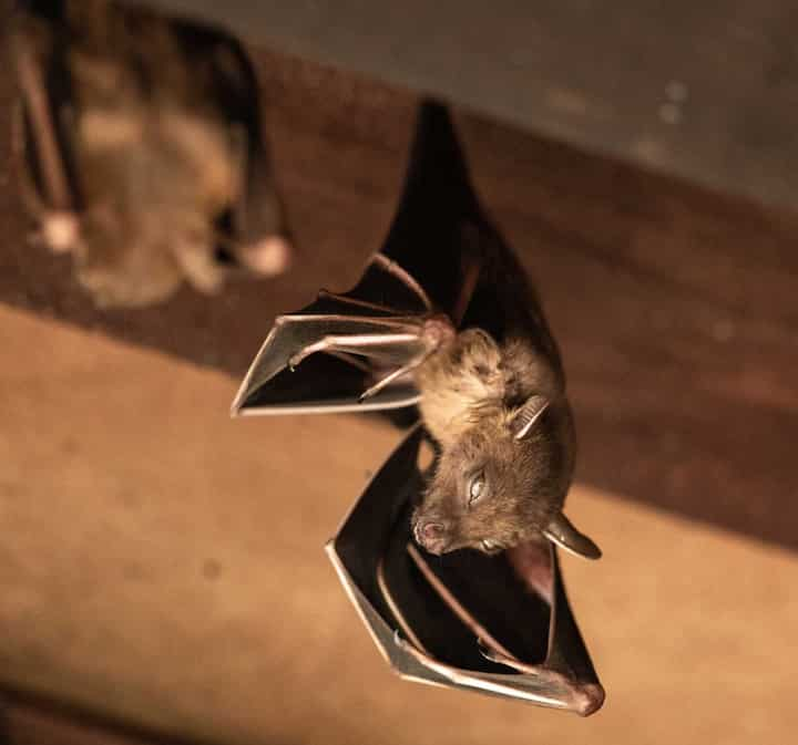 Wildlife-Bats in Brookings